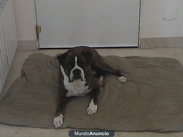 boxer atigrado busca novia