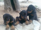 cachorros dobermanns la reserva - mejor precio | unprecio.es