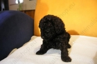 Camada de Caniche - mejor precio | unprecio.es