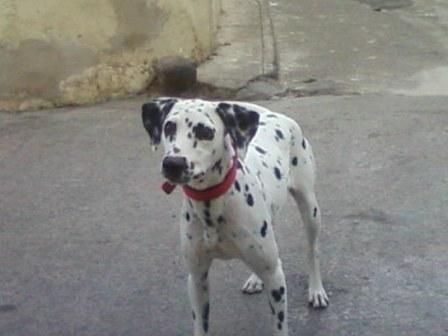 Chachorros dalmata pura raza