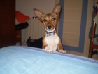 Cruce podenco - mejor precio | unprecio.es