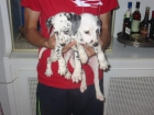 Dálmatas,cachorros,machos y hembras. - mejor precio | unprecio.es