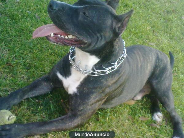 Macho para montas