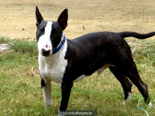 Ofrezco bullterrier para montas