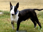 Ofrezco bullterrier para montas - mejor precio | unprecio.es