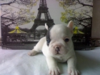 preciosa camada de bulldog frances - mejor precio | unprecio.es