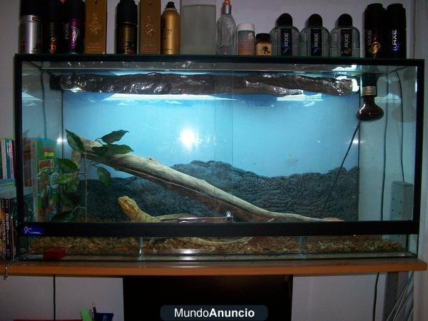 Vendo Terrario grande + pogona viticeps