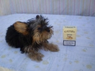 Yorkshire Terrier ( Mini ) - Ideales para Piso - Excelente Caracter - mejor precio | unprecio.es