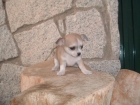 Chihuahua hembra tricolor con pedigree en BCN - mejor precio | unprecio.es