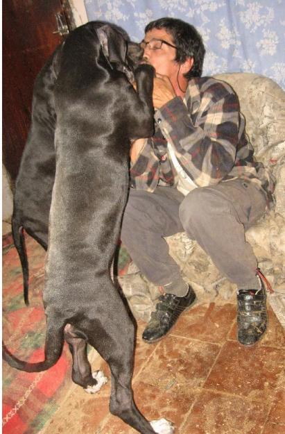 Dogos Alemanes negro azulon excelentes cachorros hembras y machos