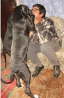 Dogos Alemanes negro azulon excelentes cachorros hembras y machos - mejor precio | unprecio.es