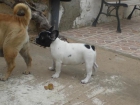 particular, vendo cachorrito bulldog frances, super economico, pedigre oficial rsce (loe) - mejor precio | unprecio.es