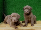 PRECIOSOS LABRADOR RETRIEVER CHOCOLATE,290€ - mejor precio | unprecio.es