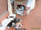 REGALO SEIS GATITOS PRECIOSOS - mejor precio | unprecio.es