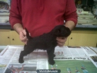 schnauzer miniatura - mejor precio | unprecio.es