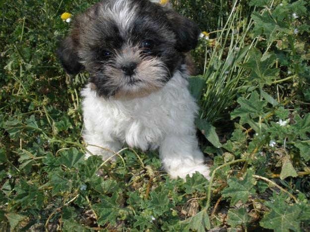 shih-tzu preciosos