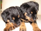 ULTIMOS CACHORROS DESCENDIENTE CAMPEONES ROTTWEILER - mejor precio | unprecio.es