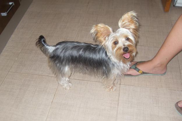 vendo yorsay terrier