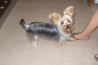 vendo yorsay terrier - mejor precio | unprecio.es