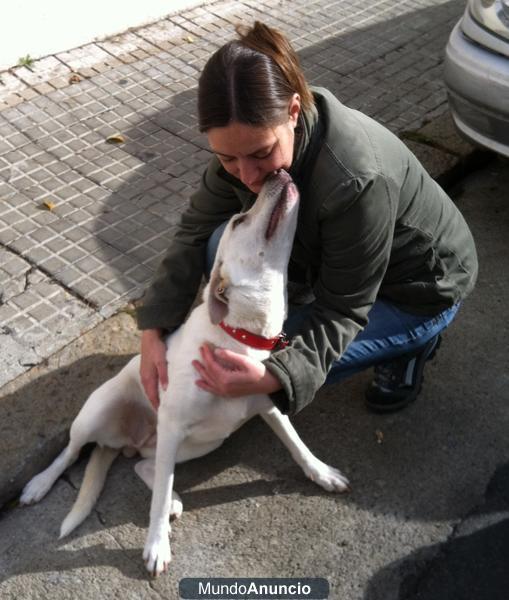 podenco andaluz de un año busca familia