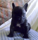 EXCELENTE CACHORRO DE BULLDOG FRANCÉS - mejor precio | unprecio.es