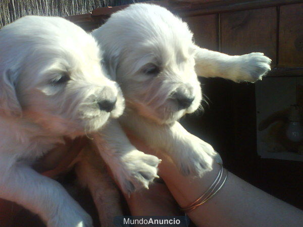 CACHORRITOS GOLDEN RETRIEVER ,1 MACHO Y 1 HEMBRA DISPONIBLES,EXCELENTE PEDIGREE