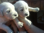 CACHORRITOS GOLDEN RETRIEVER ,1 MACHO Y 1 HEMBRA DISPONIBLES,EXCELENTE PEDIGREE - mejor precio | unprecio.es