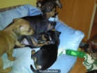 cachorritos mini pinscher - mejor precio | unprecio.es