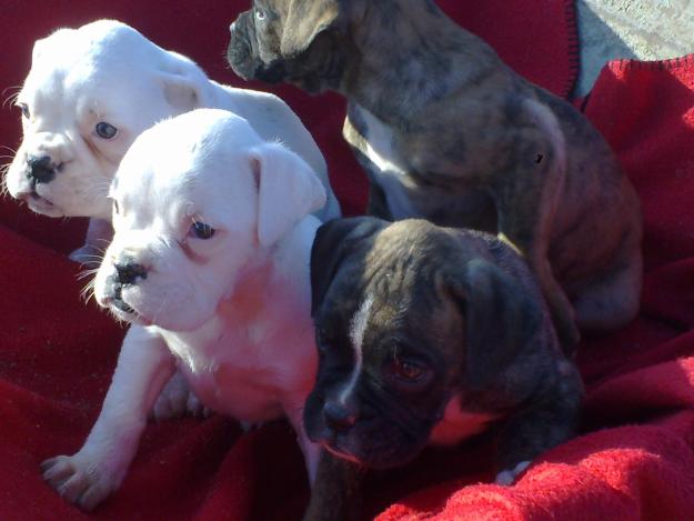 Cachorros de Boxer