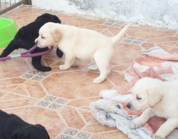 Cachorros de Labrador con Pedigrí