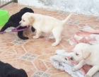 Cachorros de Labrador con Pedigrí - mejor precio | unprecio.es