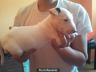 CAMADA BULLTERRIER - mejor precio | unprecio.es