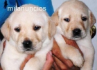 camada disponible labrador 300e - mejor precio | unprecio.es