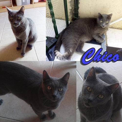 CHICO Y TACHA. Dos gatitos se quedan sin hogar déspues de toda una vida juntos.