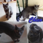 CHICO Y TACHA. Dos gatitos se quedan sin hogar déspues de toda una vida juntos. - mejor precio | unprecio.es