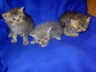 Disponible camada de gatitos persas puros variados - mejor precio | unprecio.es