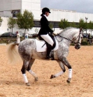 Vendo caballo (por no tener tiempo, con los estudios) - mejor precio | unprecio.es