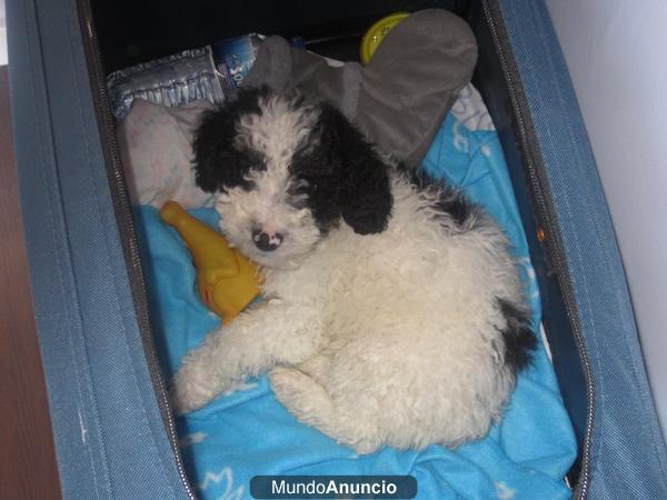 cachorro de perro de aguas español