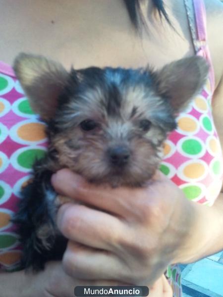 Cachorro de Yorkshire terrier.