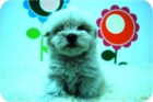 Camada de Bichon Maltes. - mejor precio | unprecio.es