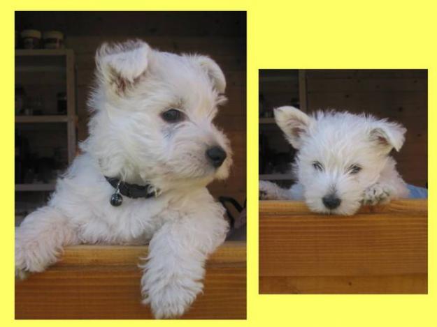 excelentes cachorros de westies