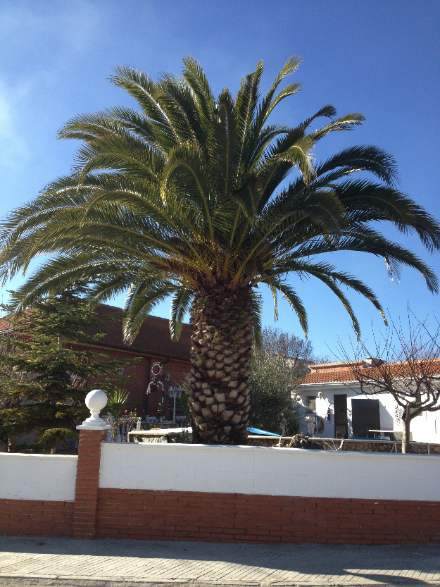 Palmera Phoenix