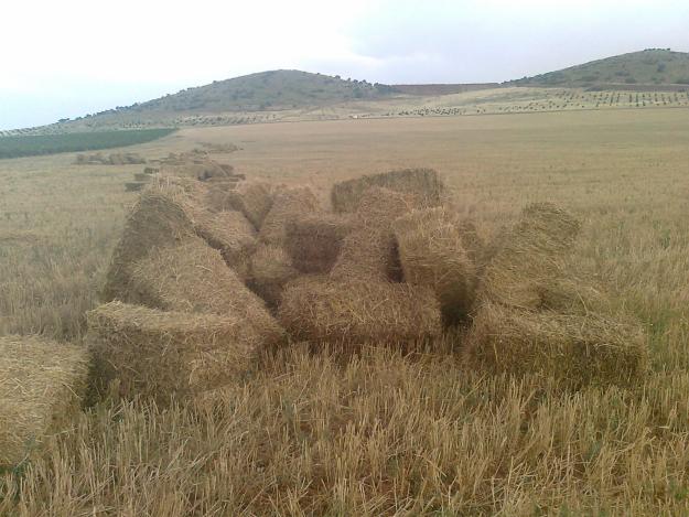 SE VENDE PAJA ECOLOGICA EN PAQUETES PEQUEÑOS