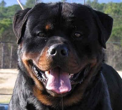 Se venden cachorros Rottweiler