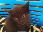 SE VENDEN GATOS MAINE COON - mejor precio | unprecio.es