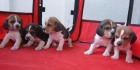 Beagles camada de color tricolor con pedigri. - mejor precio | unprecio.es
