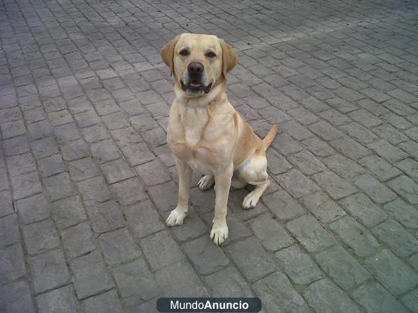 Busco novia