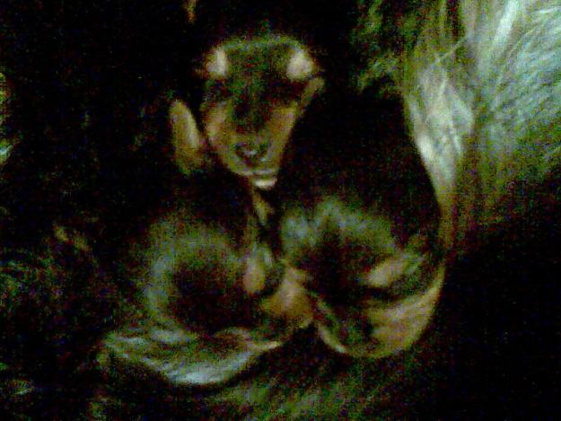 Camaditoa de yorkshires, último cachorro.