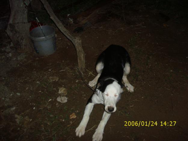 CELESTE BUSCA HOGAR