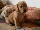 COCKER SPANIEL INGLES OFERTA - mejor precio | unprecio.es